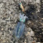 魚の画像