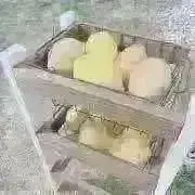 みぃの画像