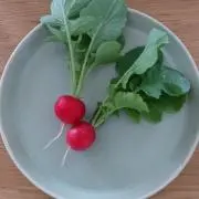 ミモザの画像