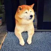 kuuの画像