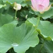 ルカの画像