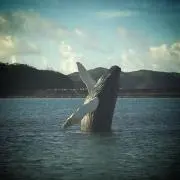 コロン