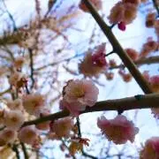 MAYA ※プロフィール要確認の画像