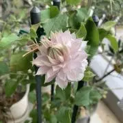 a-cinnamon