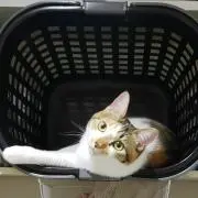 にゃんまめの画像