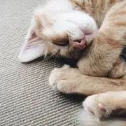 玉子の画像