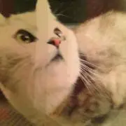 nokoの画像