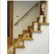 蓮