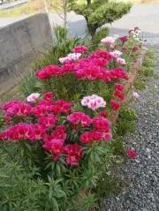 はなふぶきの画像