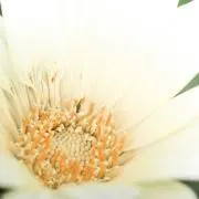 minanoの画像