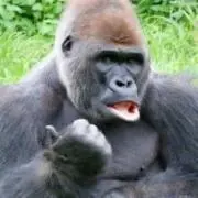 gorillaLoveの画像