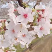 sunnydayの画像