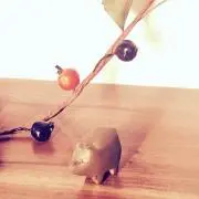 ＊ちっち＊の画像