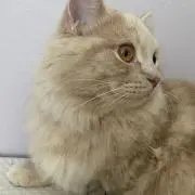 TAKUMI