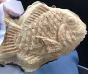 たいやきの画像