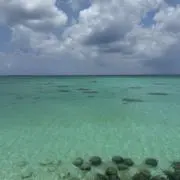 なぎの画像