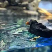 ぶぅの画像