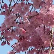 てつこの画像