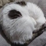 ランの画像