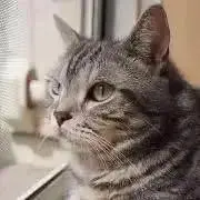 お花の画像