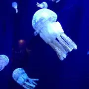 まころの画像