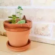 Mokiの画像