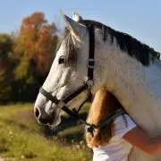 white pony