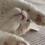 Jの画像