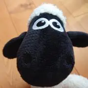 ショーンの画像