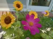 のんチャコの画像