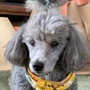 ぱるみの画像