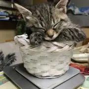 モナ