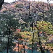 ゆみ