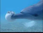 しろながすくじら