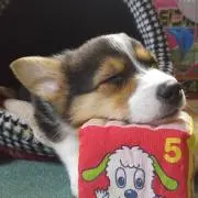 おかちん
