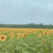 ゆの画像