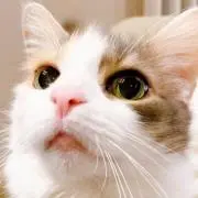Haa