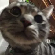 あとむ