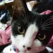 yuki