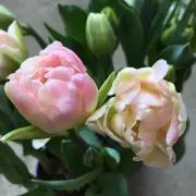 こはる