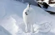 雑草の画像