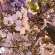 てゃ