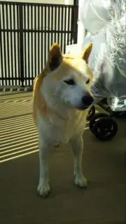 ヒビン