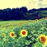 askの画像