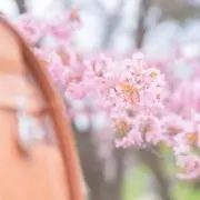 さやまめ