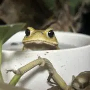 こいちーの画像