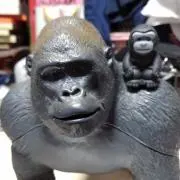 ゆこんこ