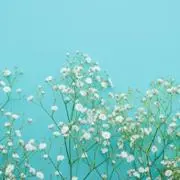 utanの画像