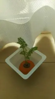 NANAの画像