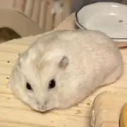 おやつと水草